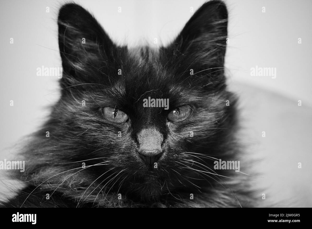A grayscale of a cute cat lying on a bed in a room Stock Photo - Alamy
