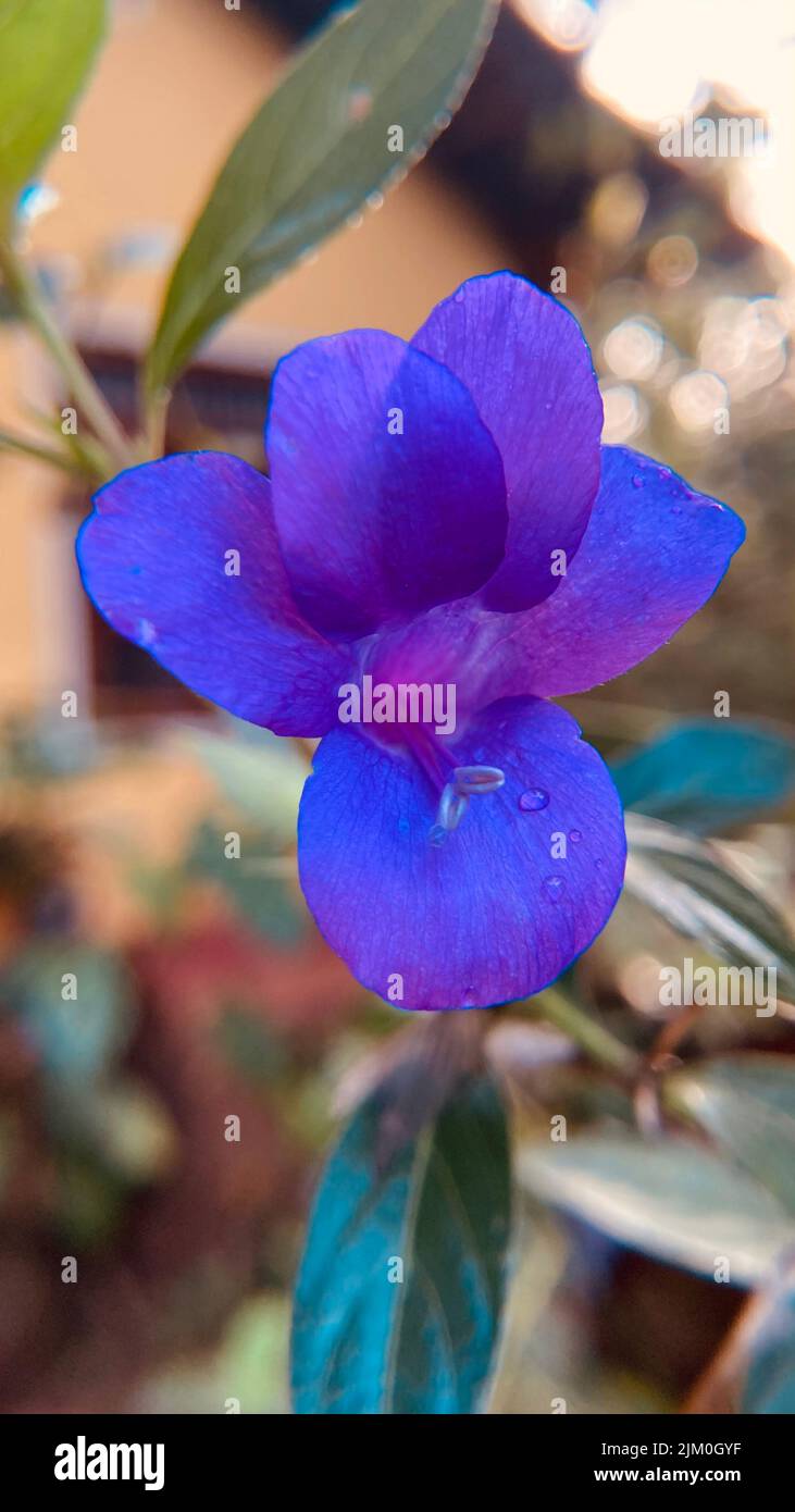 A closeup of a blue and purple barleria flower on a blurred background Stock Photo