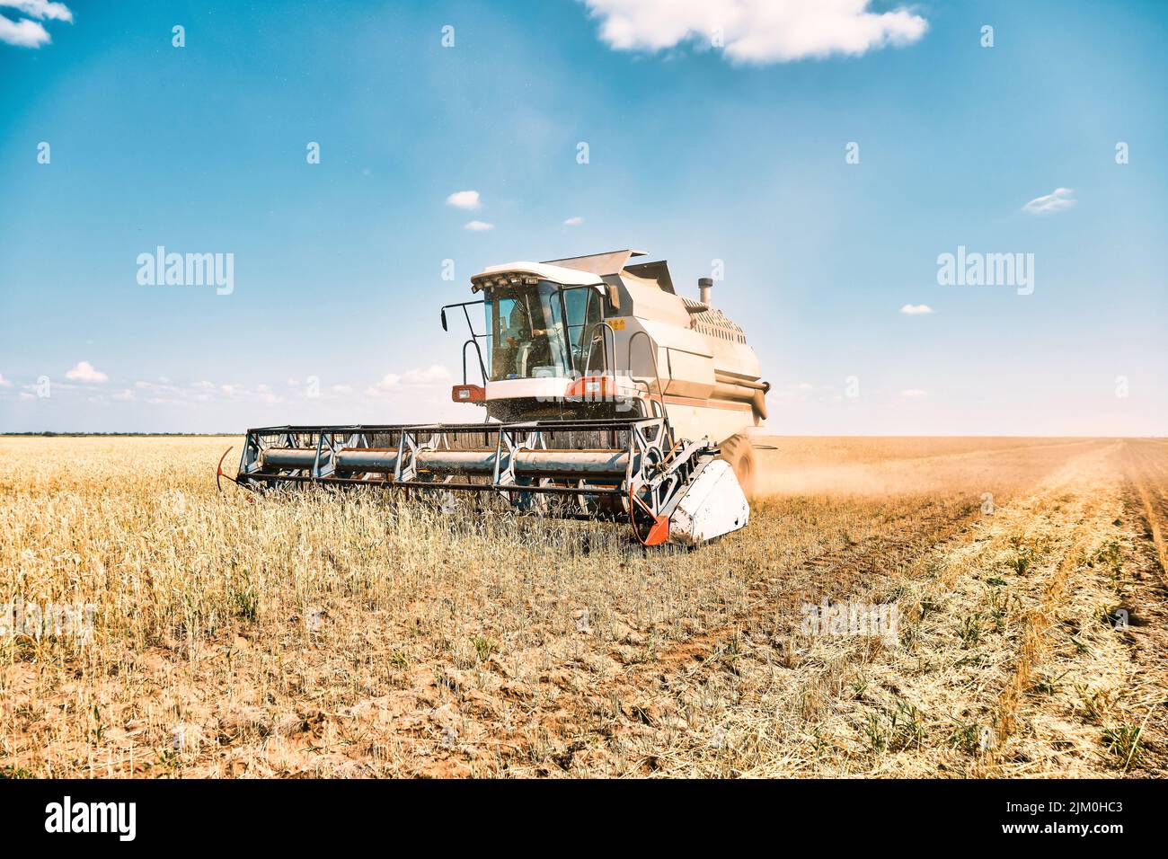 Driverless reaper performs wheat grain harvest, modern combine technology, global warming and overpopulation solved by artificial intellige Stock Photo