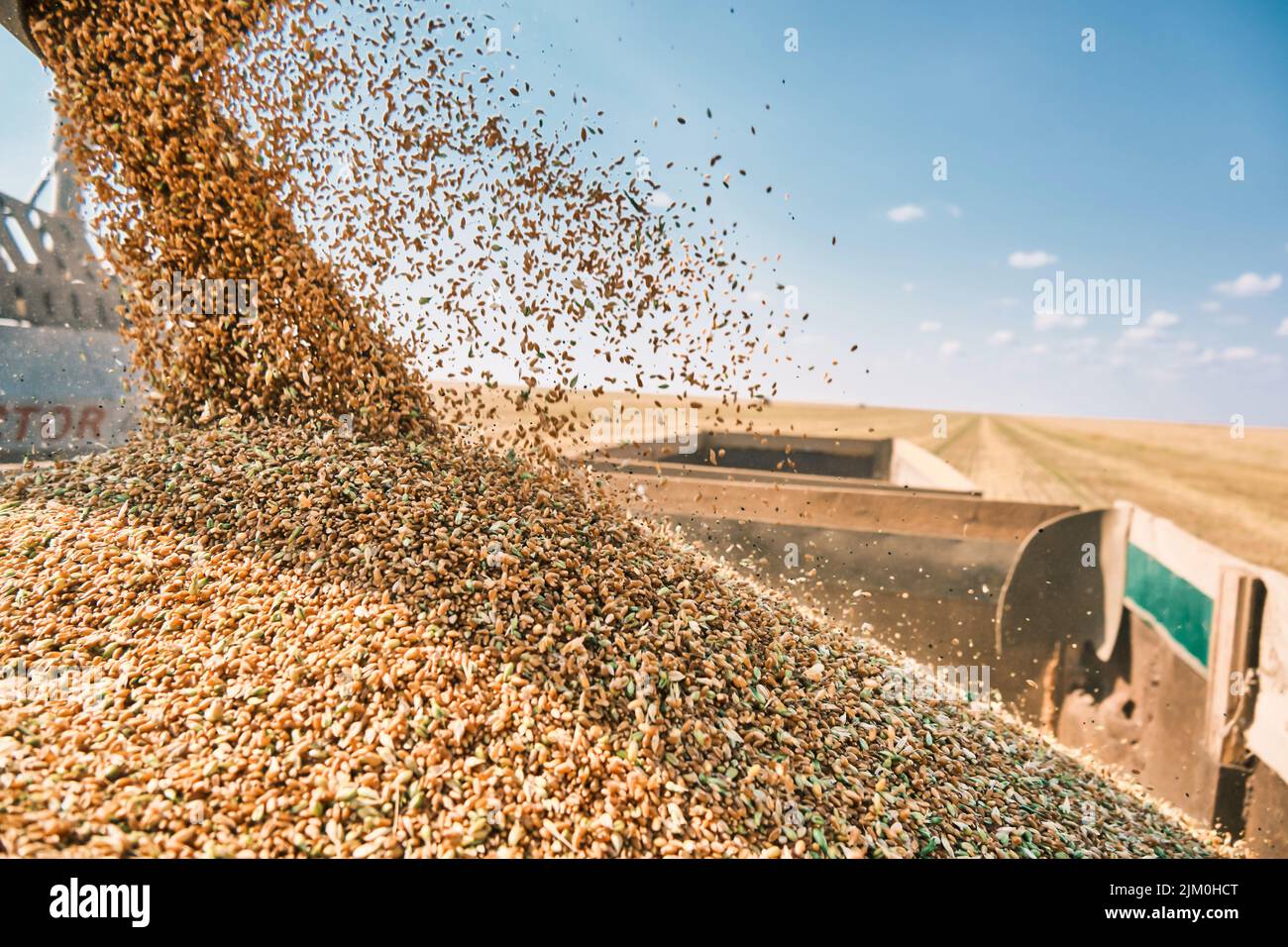 Driverless reaper performs wheat grain harvest, modern combine technology, global warming and overpopulation solved by artificial intellige Stock Photo