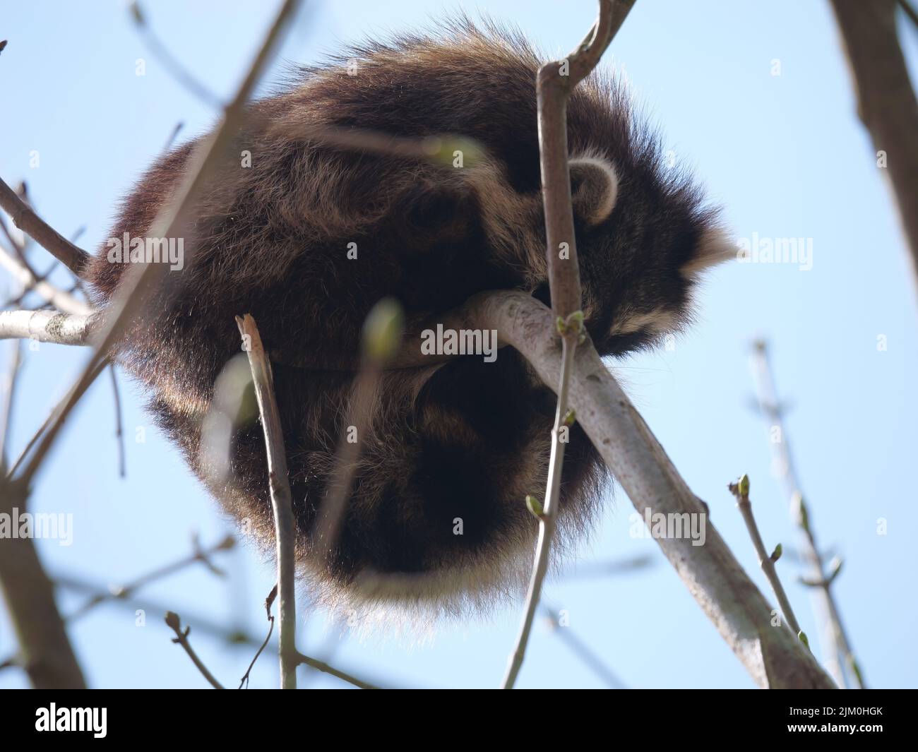 Raccoons Where To Sleep