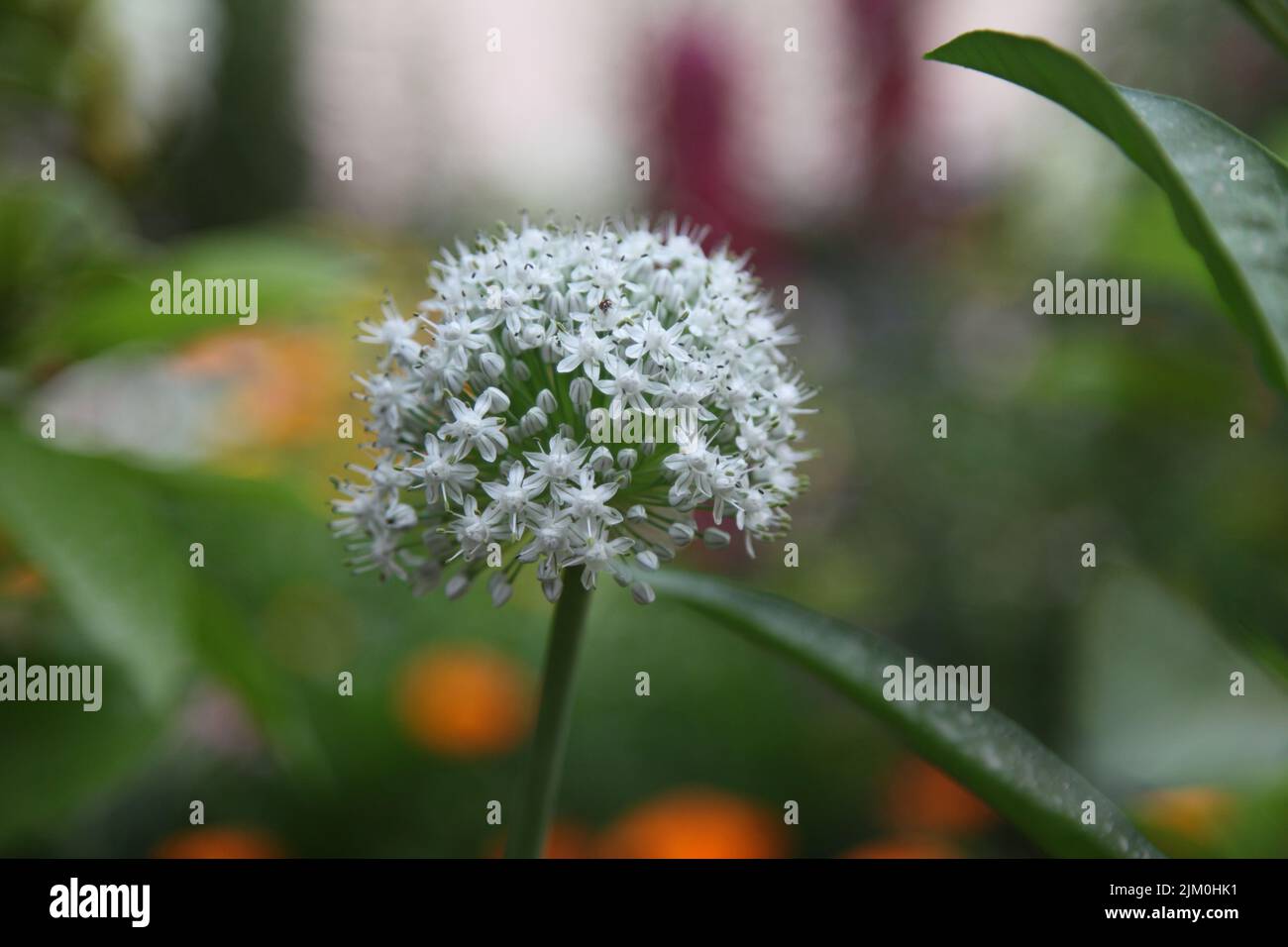 Allium cepa flower hi-res stock photography and images - Alamy