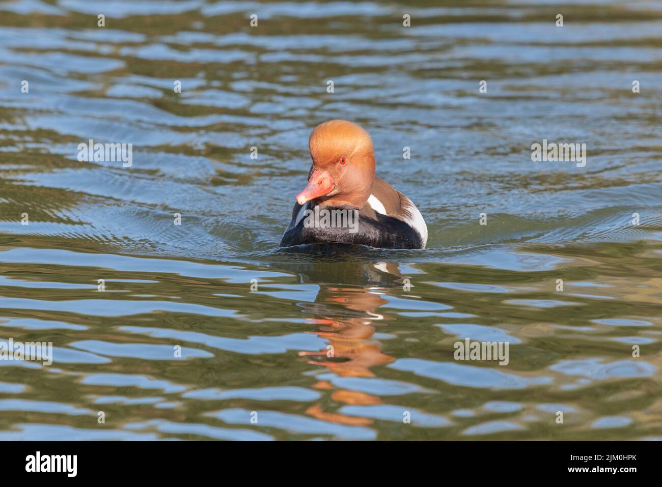 a close up of a red-crested pochard as it swims towards the camera. It is reflected in the water Stock Photo