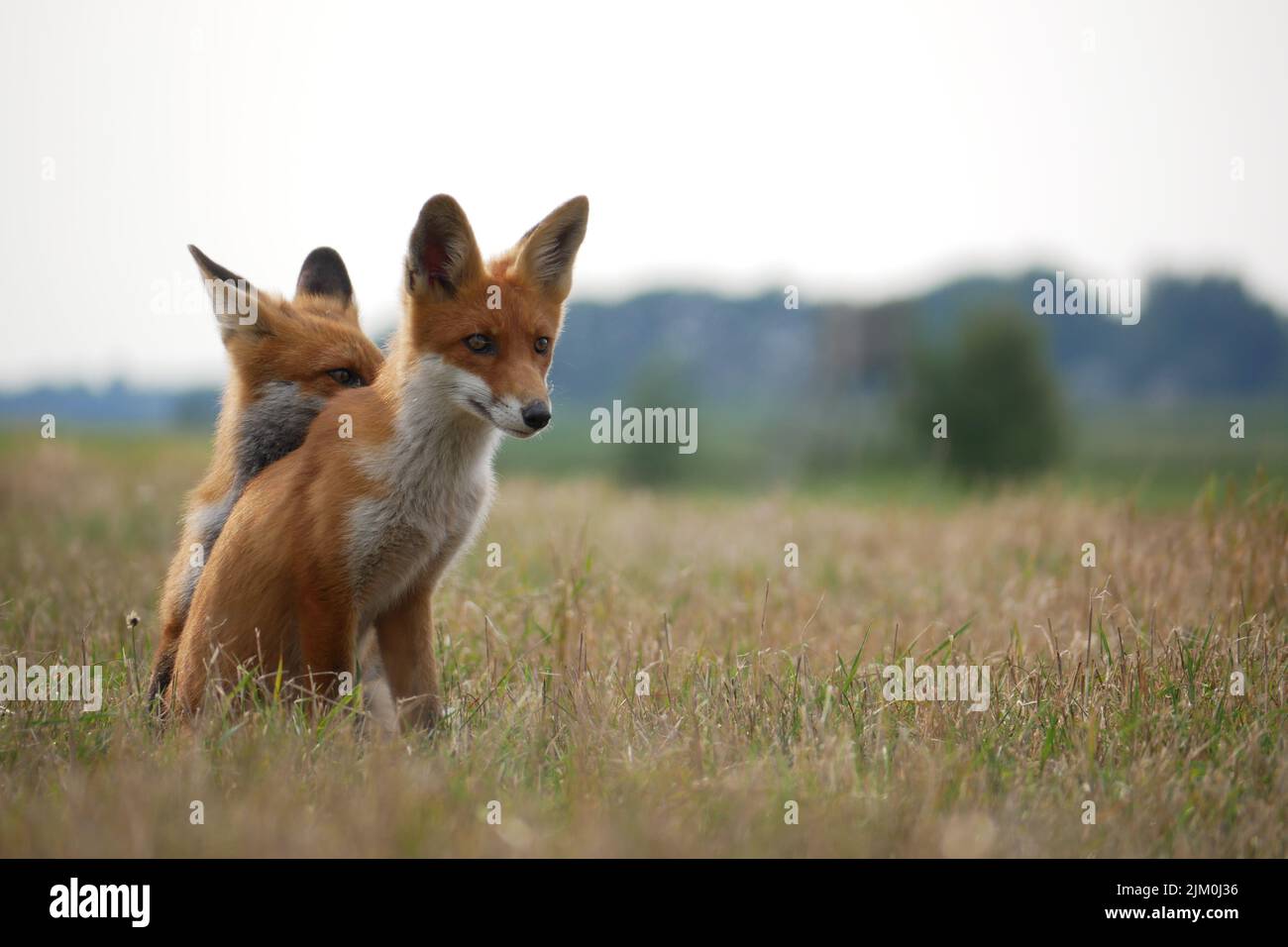Fox twins playing in a meadow Stock Photo