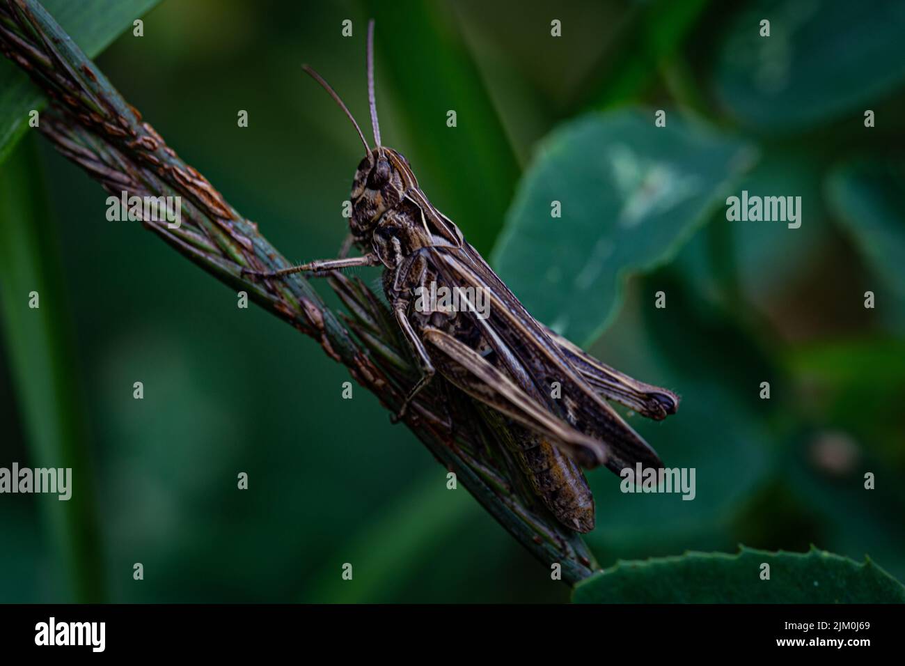 A closeup of a grasshopper (Common Field Grasshopper) sitting on a grass in a field Stock Photo
