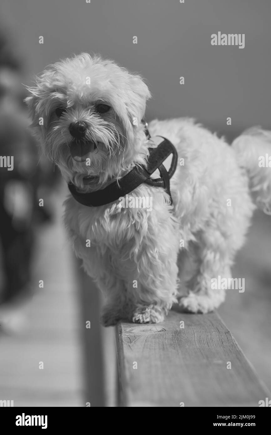 A Maltese bichon on Oropesa del mar beach in Castellon Spain Stock Photo