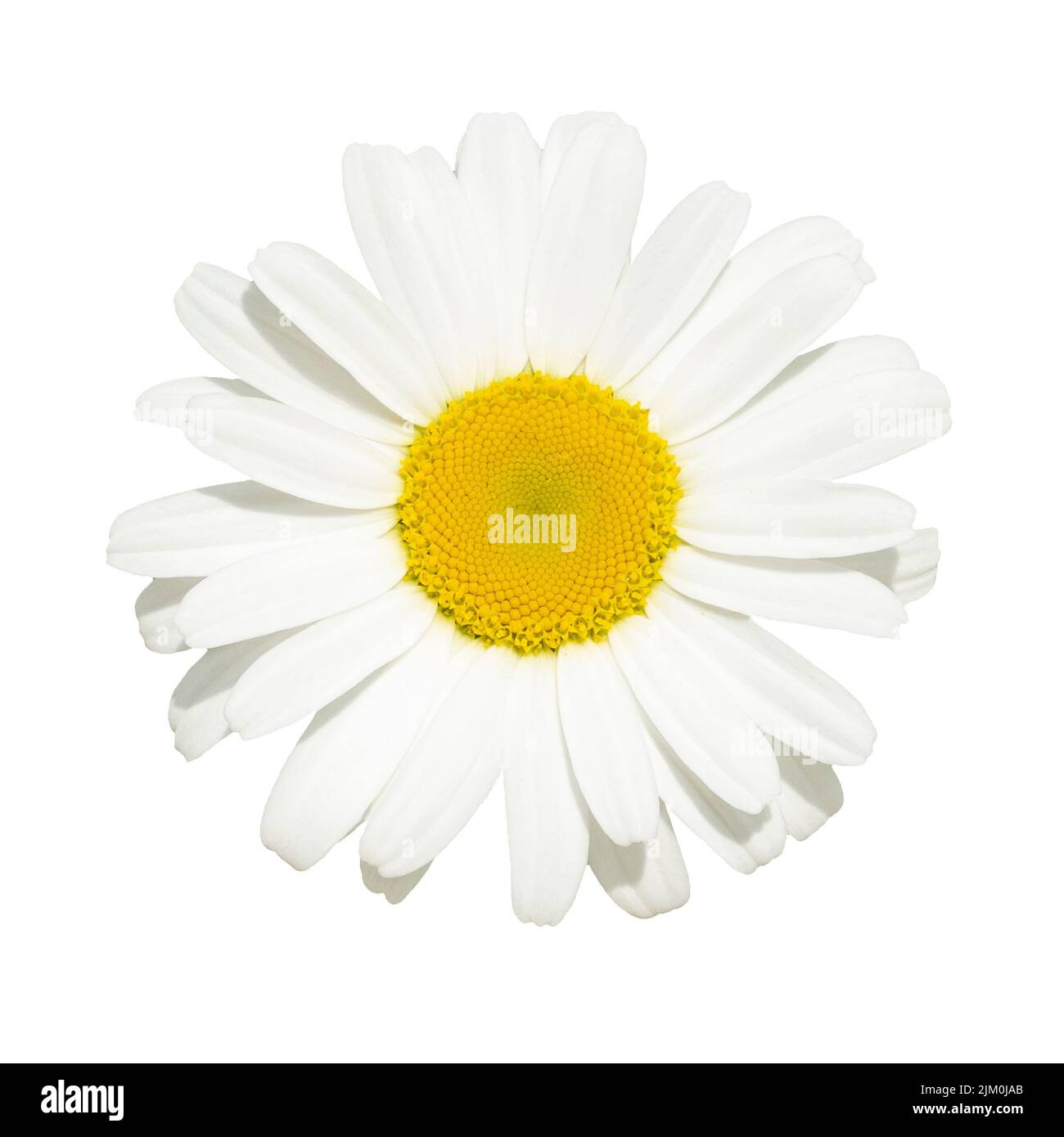 Blooming white chamomile daisy isolated, top view Stock Photo
