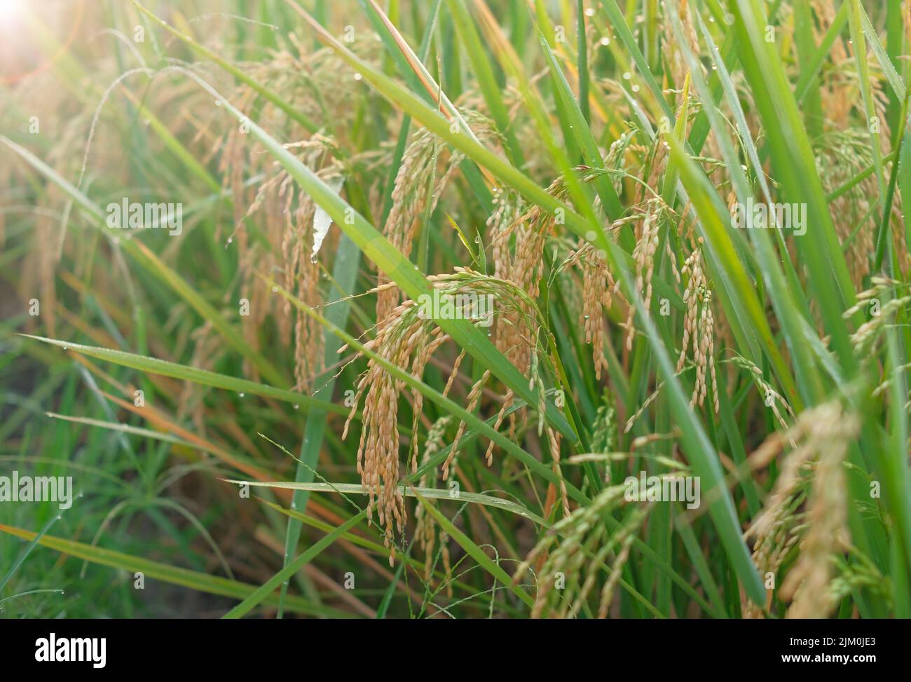 A closeup of a ripe rice field Stock Photo