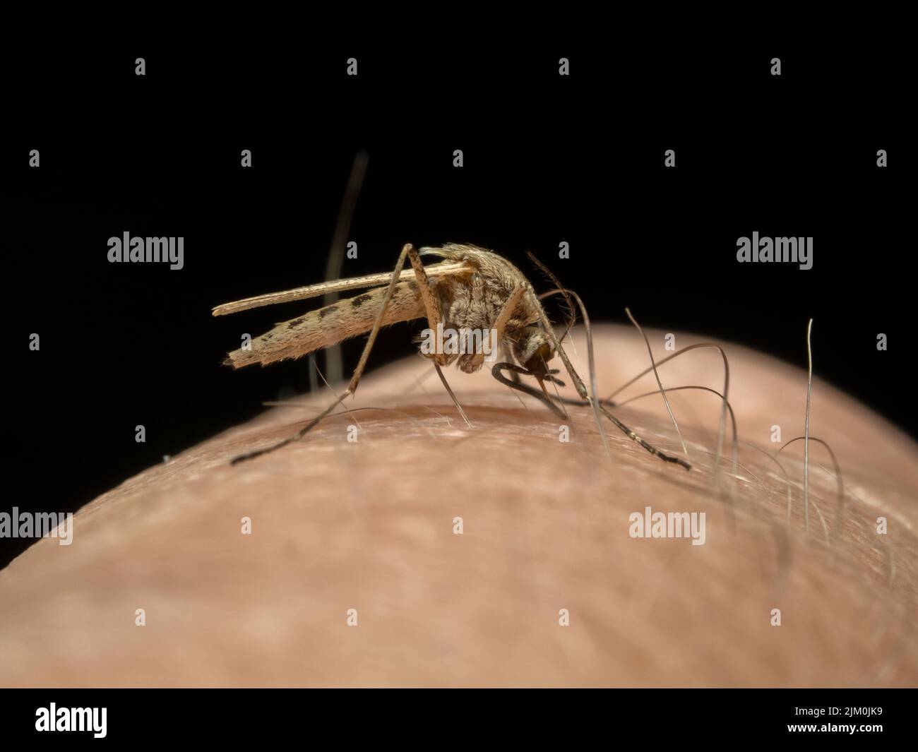 Side view of a female coastal mosquito, Aedes dorsalis, with its proboscis inserted deeply into the skin of a man's finger, preparing to suck blood Stock Photo