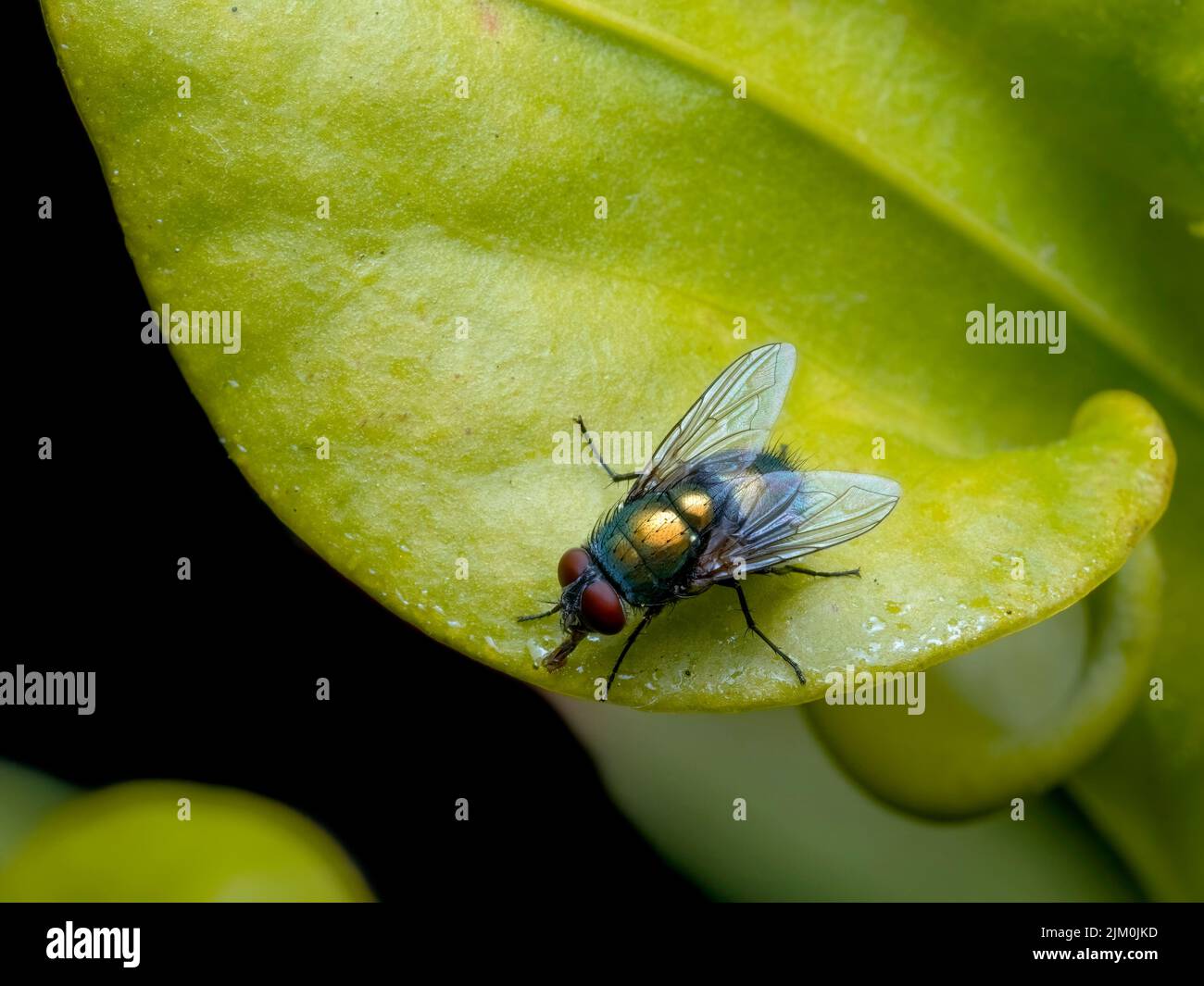 very colorful greenbottle blowfly, Lucilia sericata, feeding on tiny nectar droplets secreted by the leaf of a carnivorous yellow pitcher plant (Sarra Stock Photo