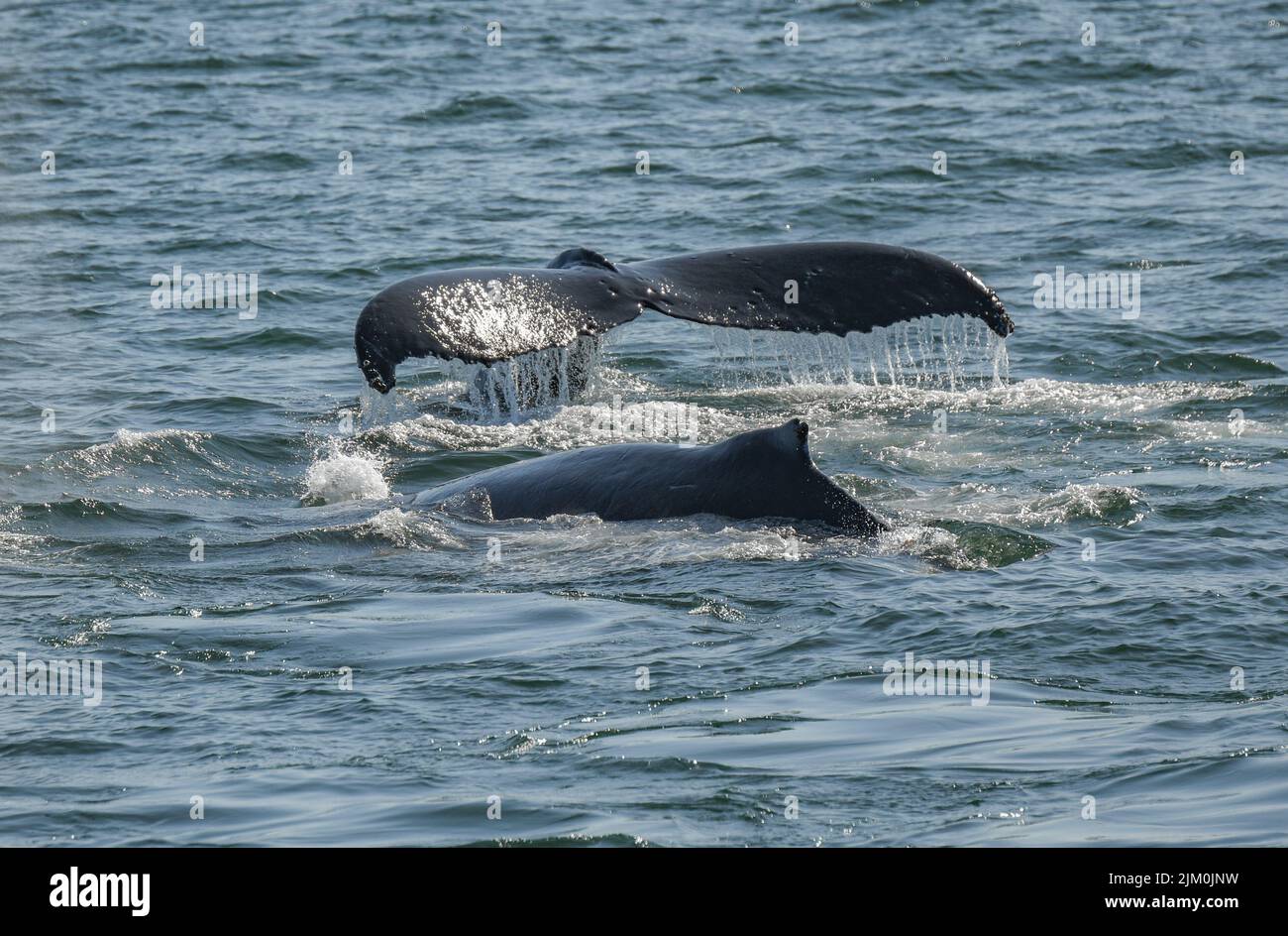 The humpback whales' fluke and back fin on the water surface. Megaptera novaeangliae. Stock Photo