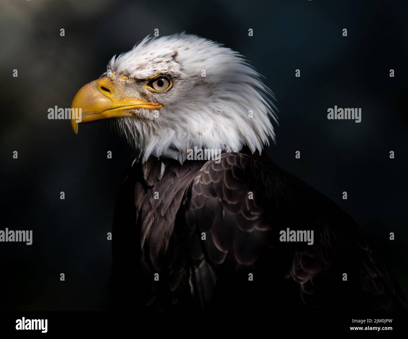 Bald eagle head detail hi-res stock photography and images - Alamy