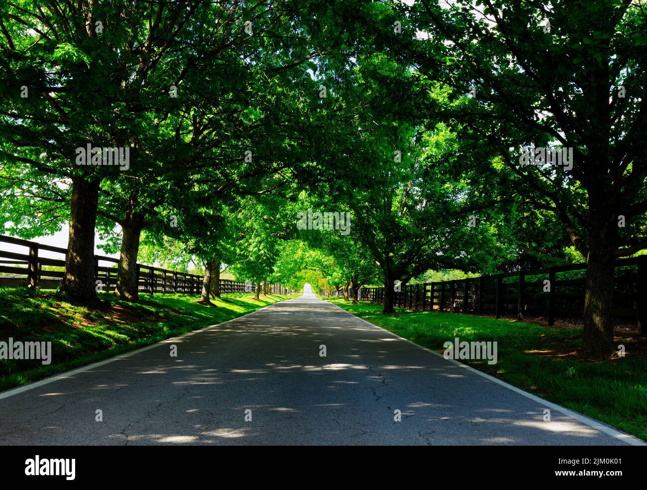 Fences and trees hi-res stock photography and images - Alamy