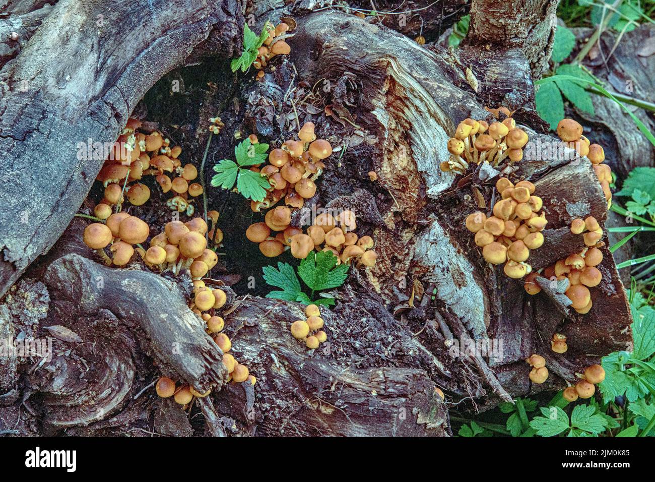 A closeup shot of fungus growing on tree's wood with green leaves in a park Stock Photo