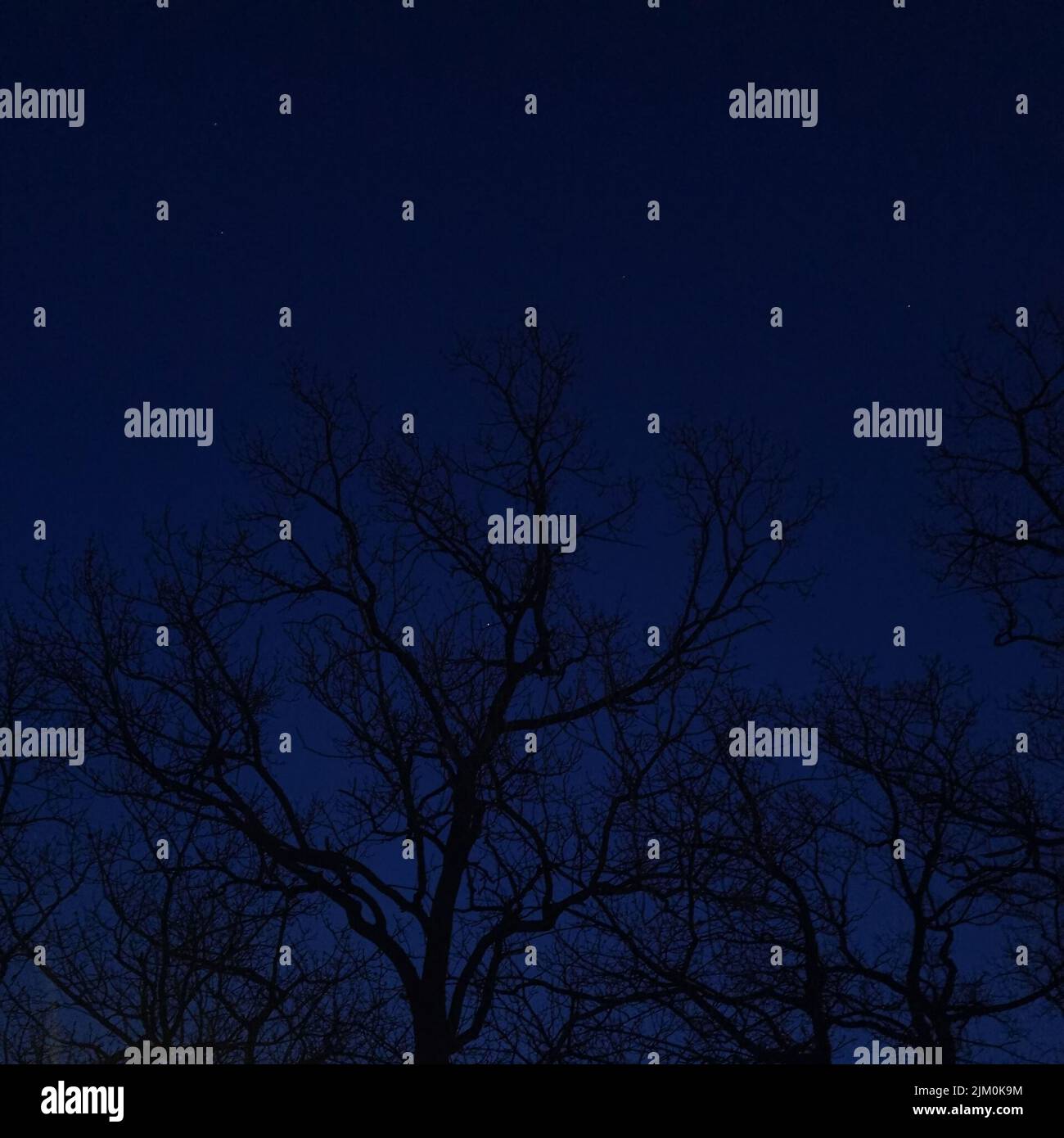 The silhouettes of tree branches against the night sky Stock Photo - Alamy