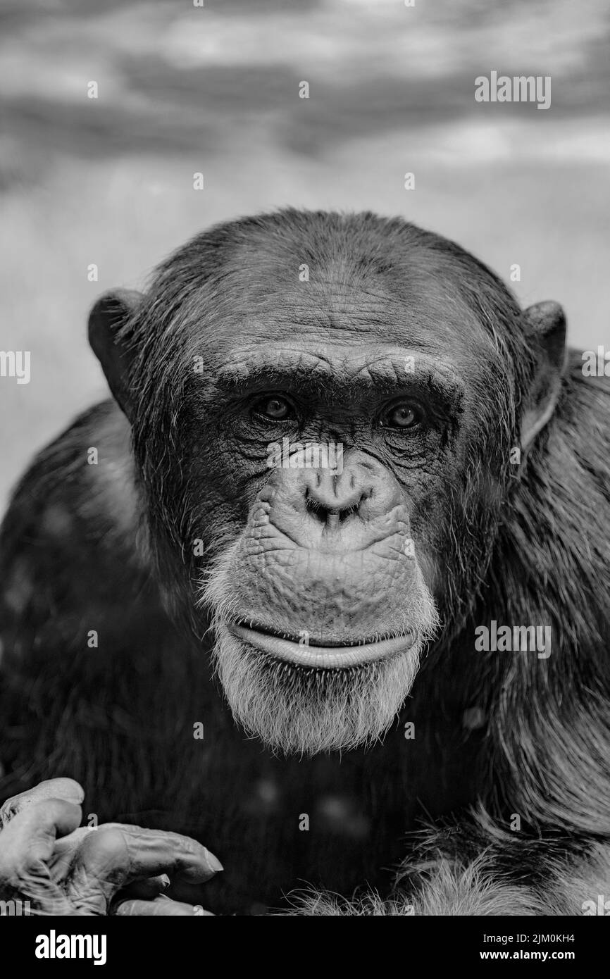 A vertical grayscale closeup of the chimpanzee, Pan troglodytes. Animal portrait. Stock Photo