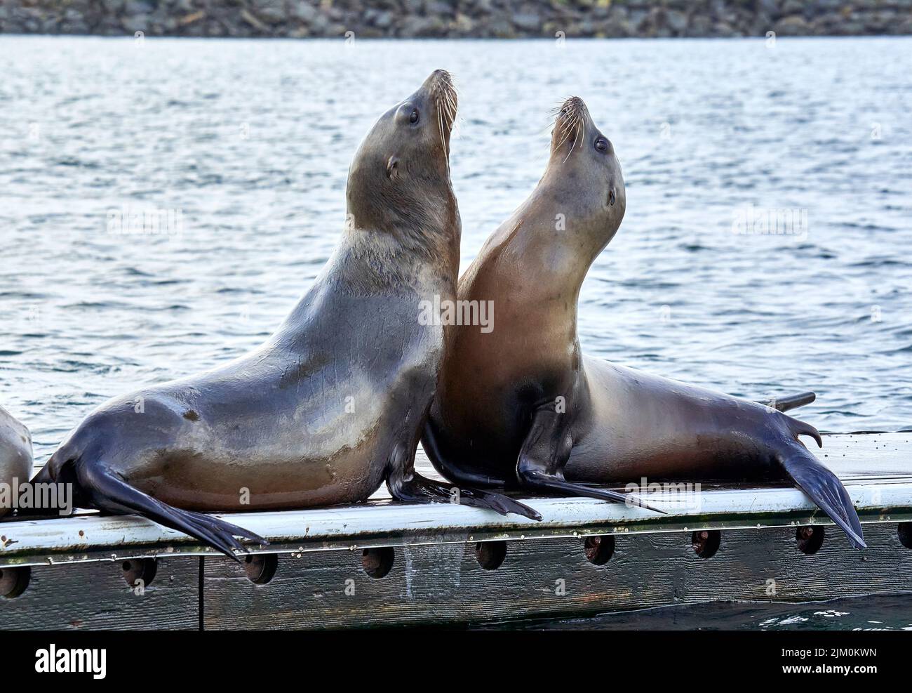 A closeup of two adorable sea lions looking up on a blurred water background Stock Photo