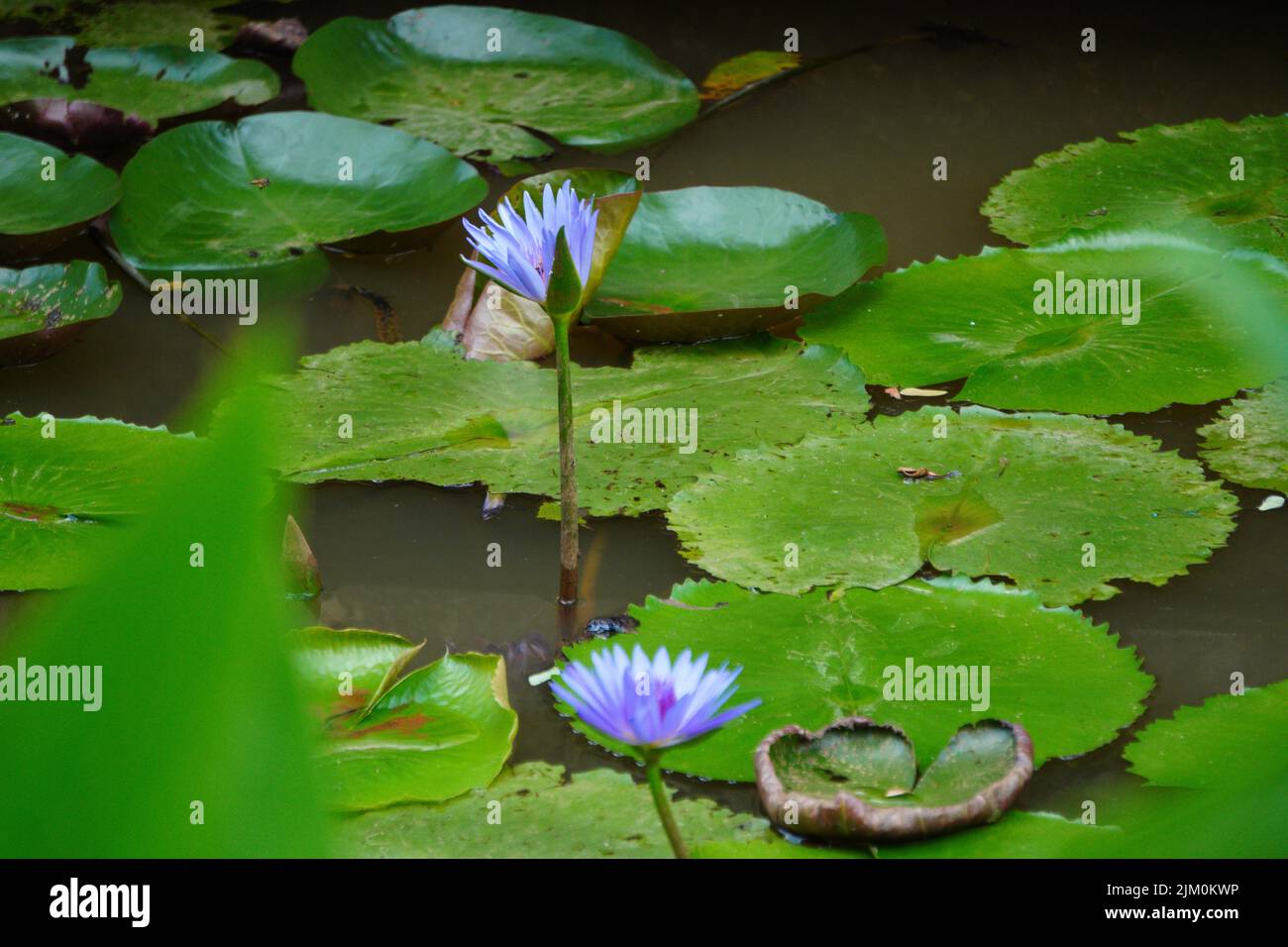 A closeup shot of lotus flowers in the pond Stock Photo