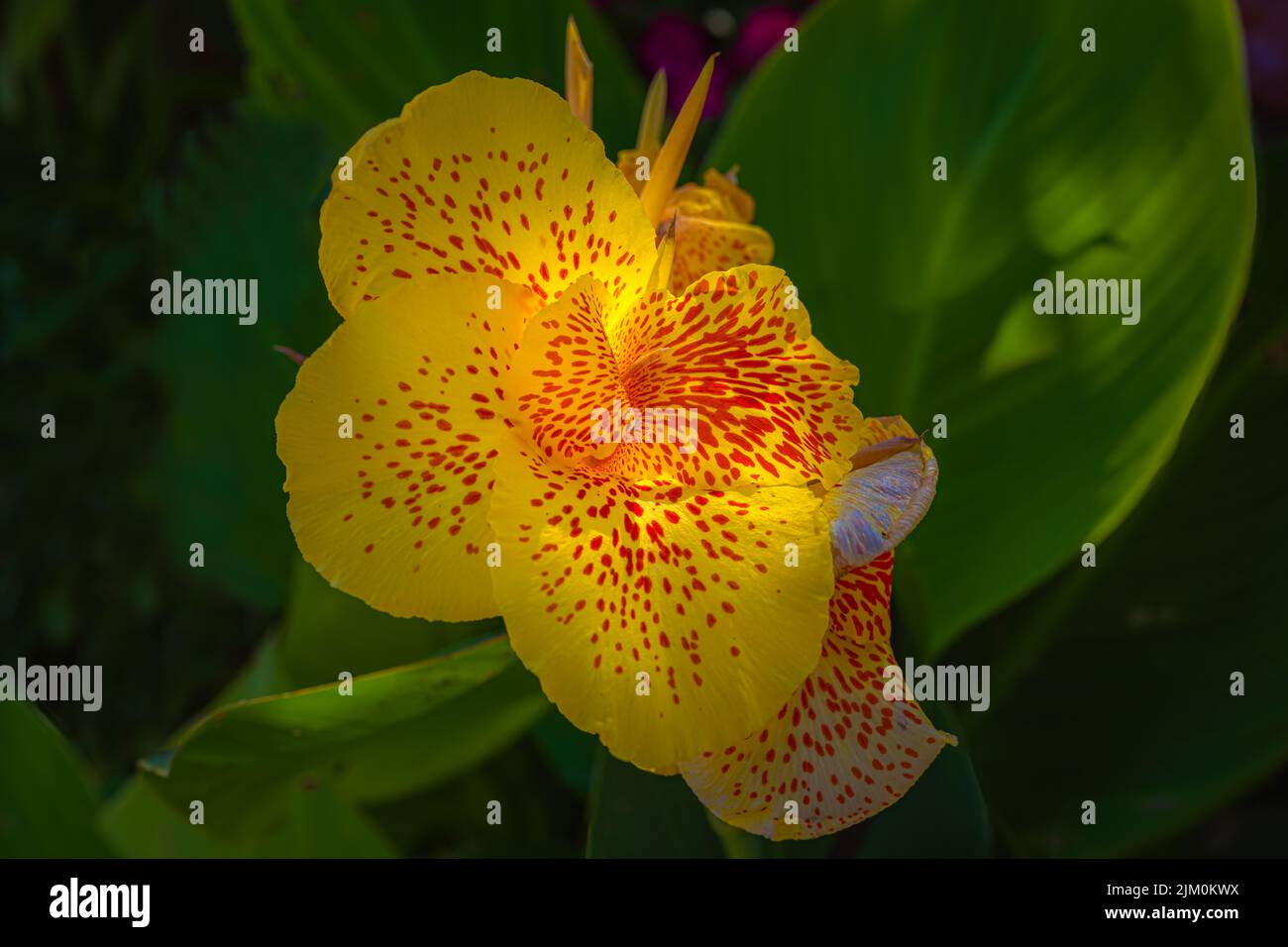 A YELLOW AND ORANGE ORCHID WITH BLURRED OUT BRIGHT GREEN LEAVES IN THE BACKGROUND Stock Photo