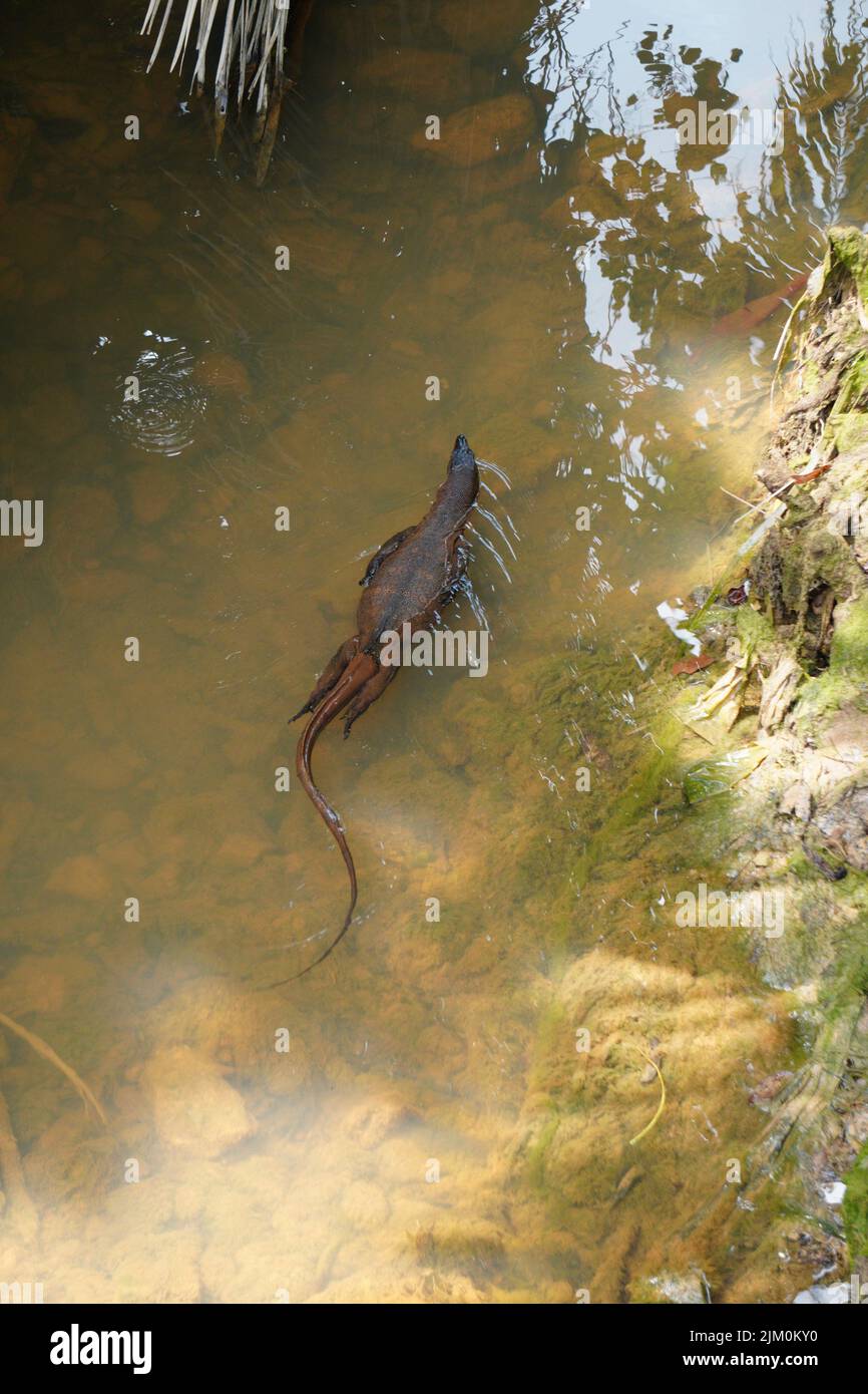A vertical shot of a lizard in the river Stock Photo