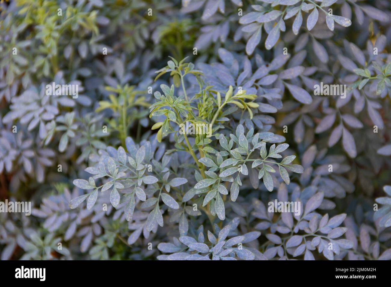 On-line Sale of the Rue plant-Aromatic Plants|Vivaio Mondo Piante