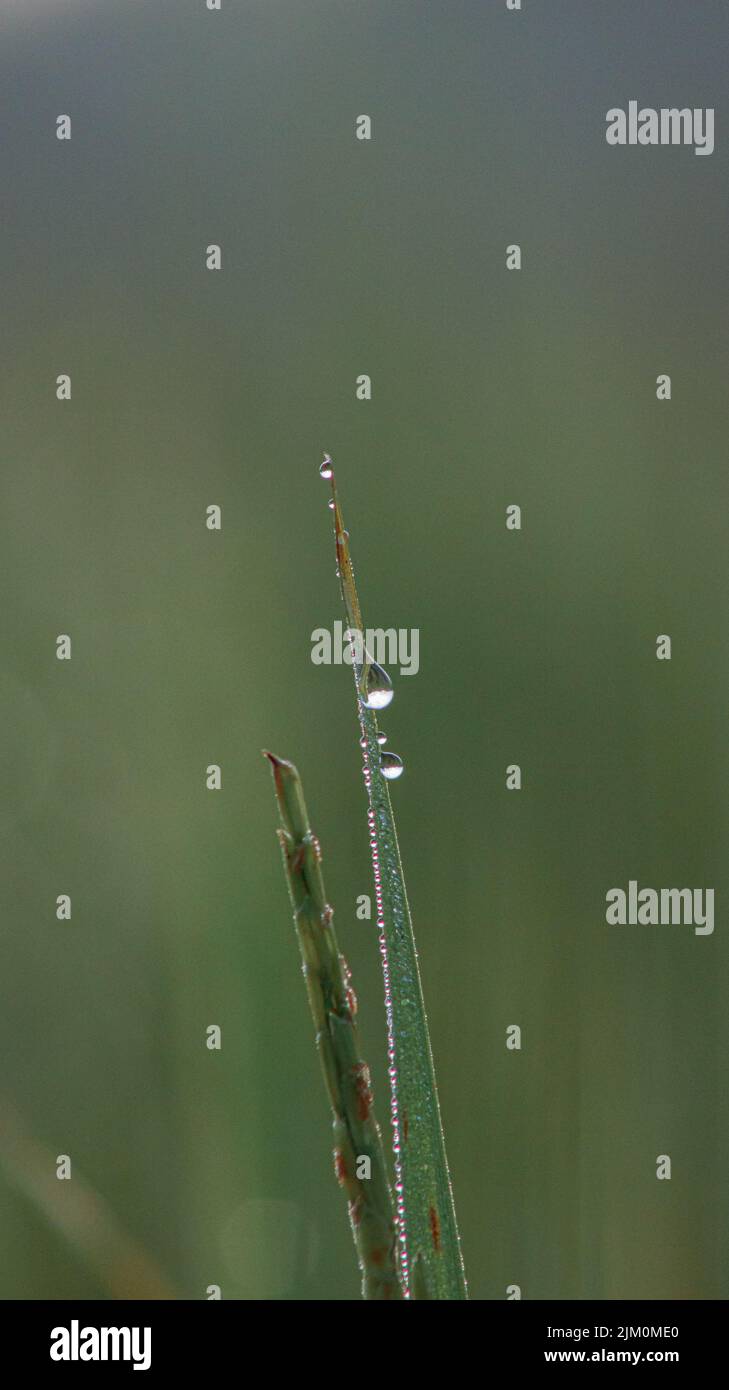 Fades fog hi-res stock photography and images - Alamy