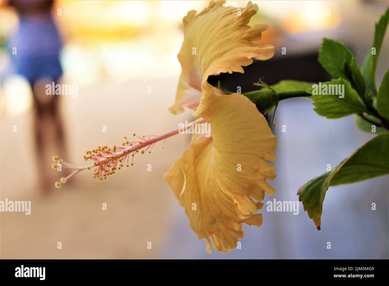 A closeup shot of a blooming yellow hibiscus flower Stock Photo