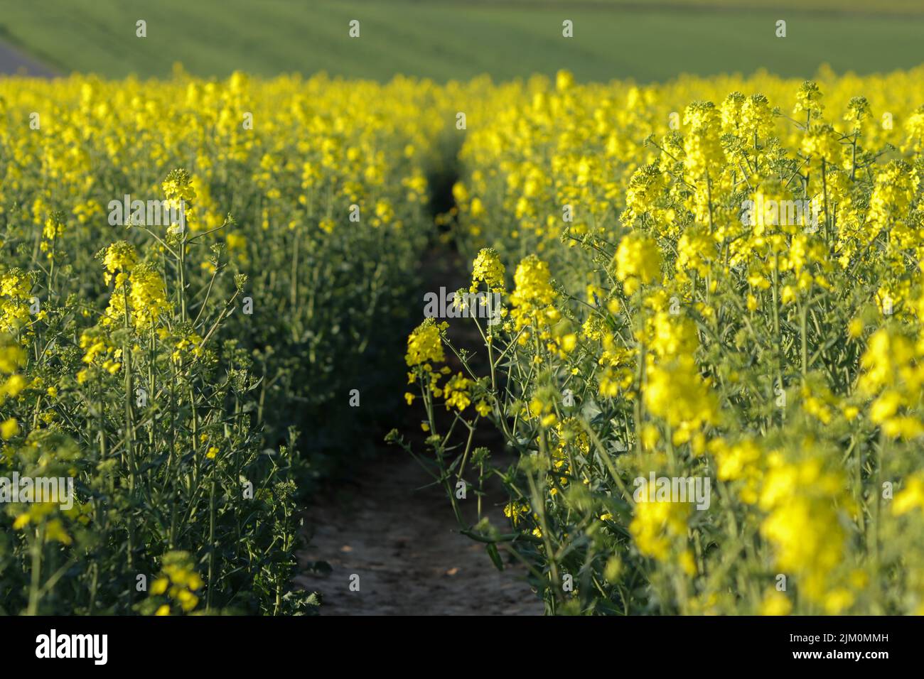 A scenic view of a narrow trail in a field of yellow flowers in Bavaria