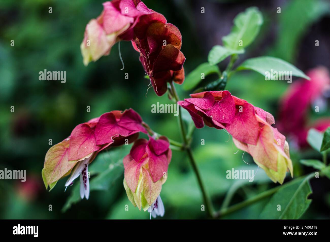 The close-up shot of Justicia flower pink-purple leaves Stock Photo