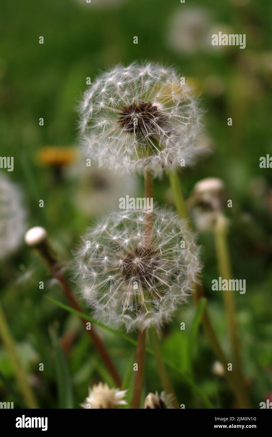 White flying seeds hi-res stock photography and images - Alamy
