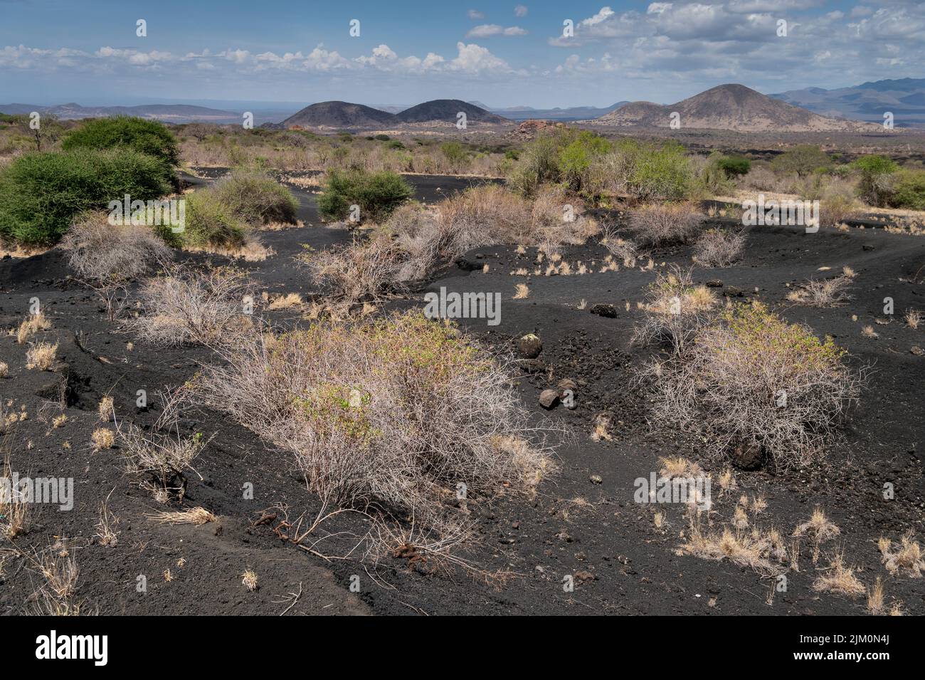 Volcano landscape and adapted plants in Tsavo West National Park, Kenya, Africa Stock Photo