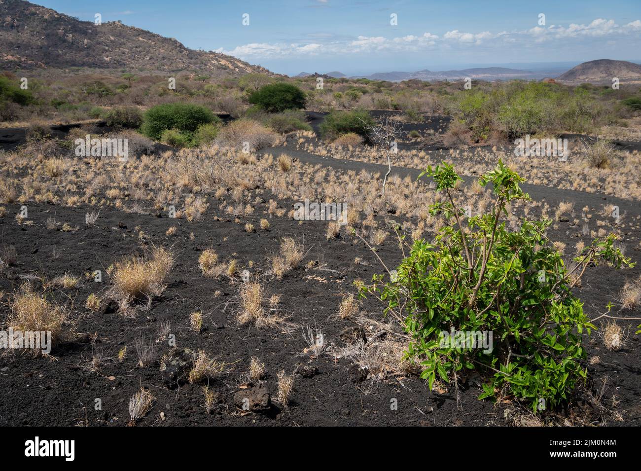 Volcano landscape and adapted plants in Tsavo West National Park, Kenya, Africa Stock Photo