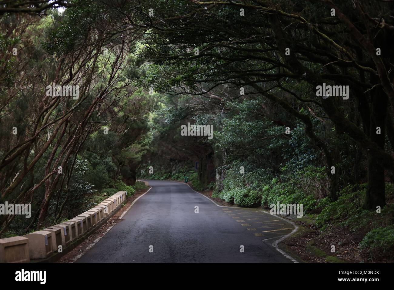 Lush green plants trees hi-res stock photography and images - Alamy