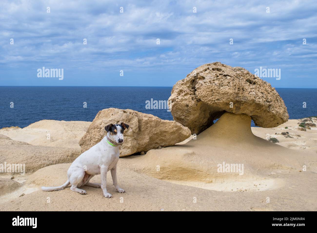 A fox terrier and pointer mix dog, posing next to a mushroom shaped ...