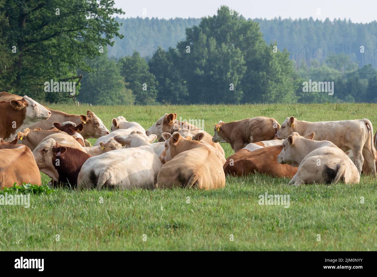 Herd of cows at summer green field Stock Photo - Alamy
