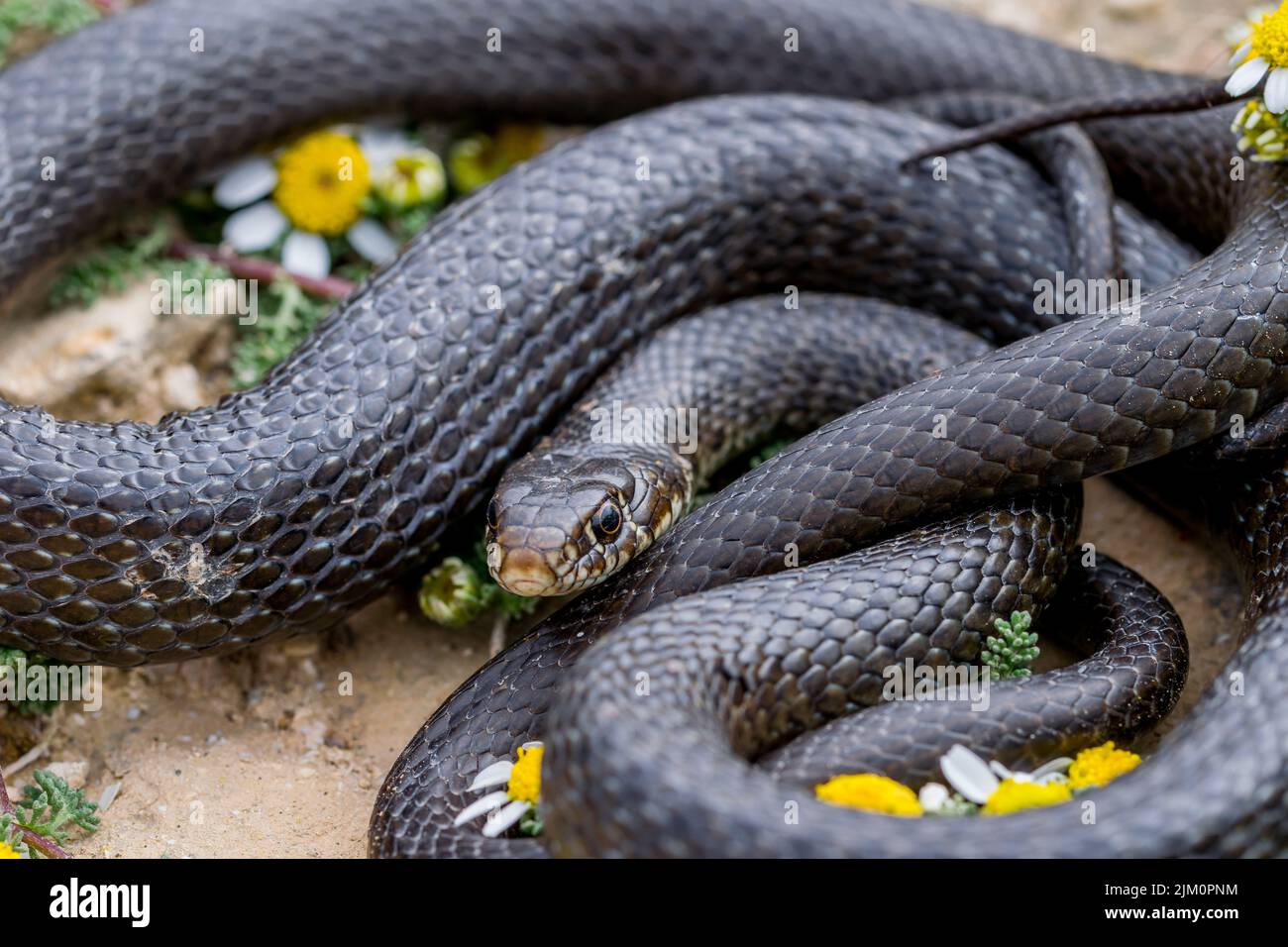 Close-up macro shot of Black western whip snake, Hierophis viridiflavus, basking near a Maltese Sea Chamomile plant, Anthemis urvilleana. Malta. Stock Photo