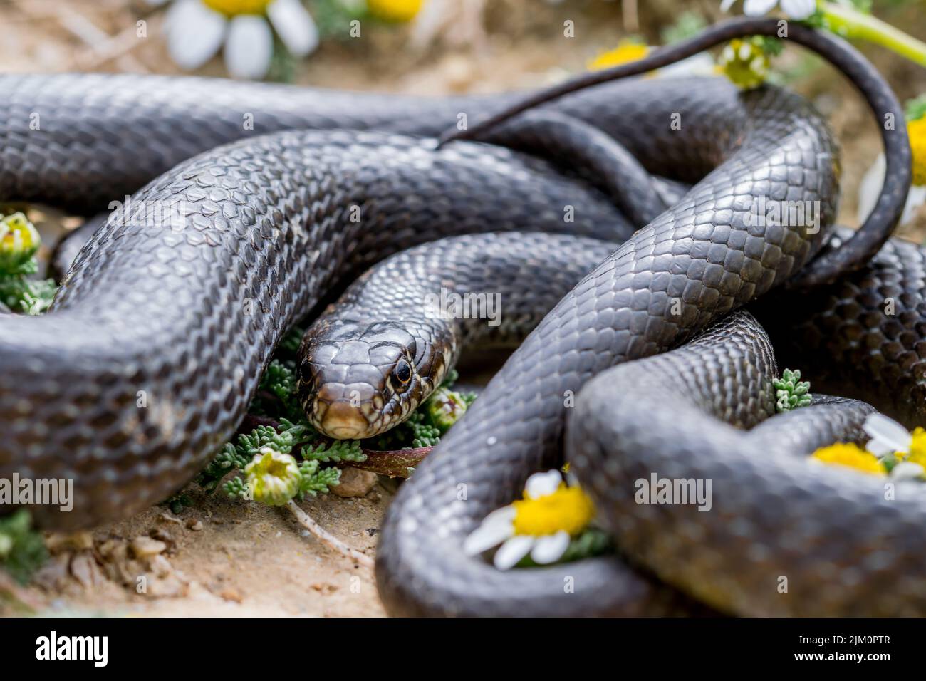 Close-up macro shot of Black western whip snake, Hierophis viridiflavus, basking near a Maltese Sea Chamomile plant, Anthemis urvilleana. Malta. Stock Photo
