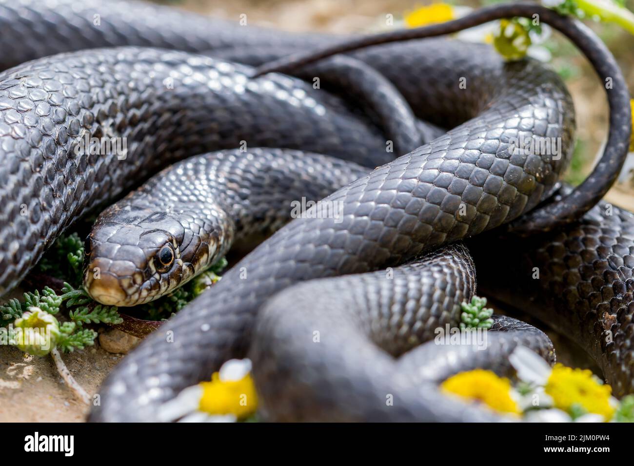 Closeup macro shot of Black western whip snake, Hierophis viridiflavus