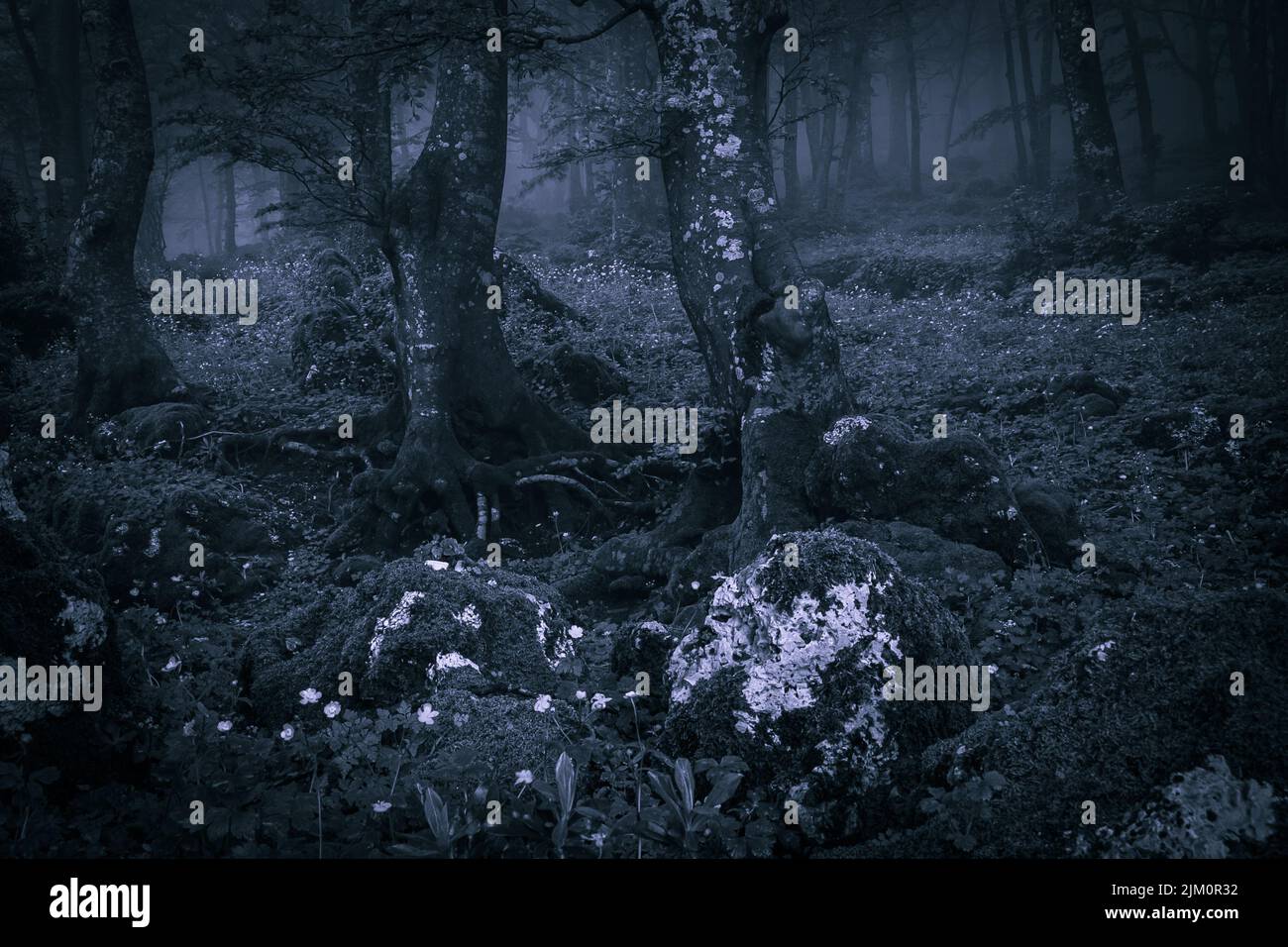 View of dark forest with fog at night Stock Photo - Alamy