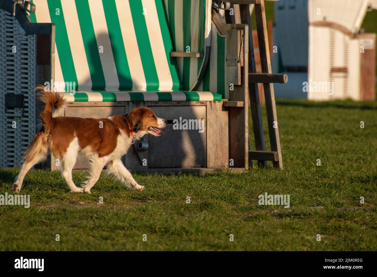 A bright summer day at a park with a cute Dutch Kooikerhondje walking around on the lush green grass Stock Photo