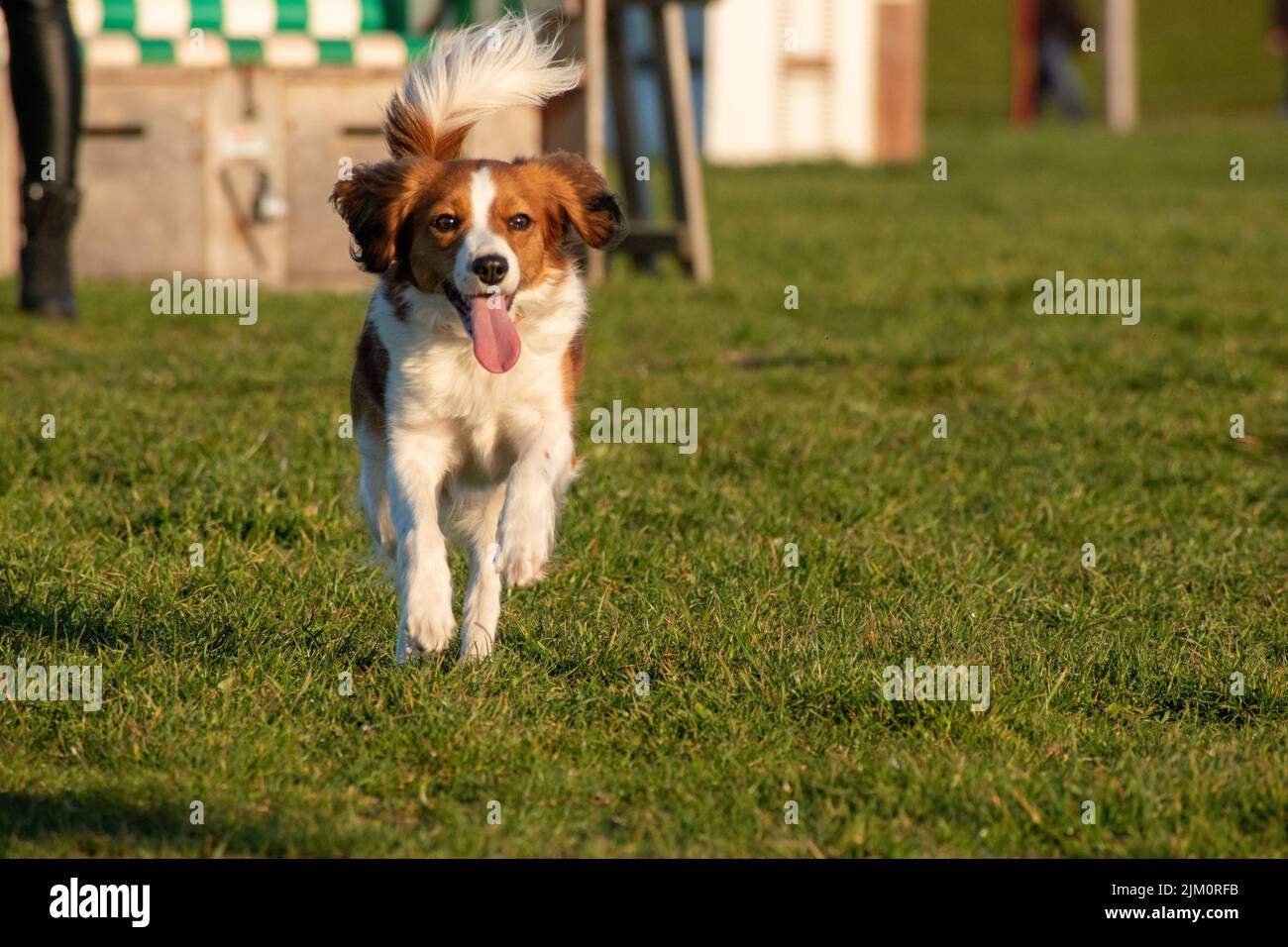 A closeup of a cute Dutch Kooikerhondje dog running on lush green grass with its tongue out Stock Photo