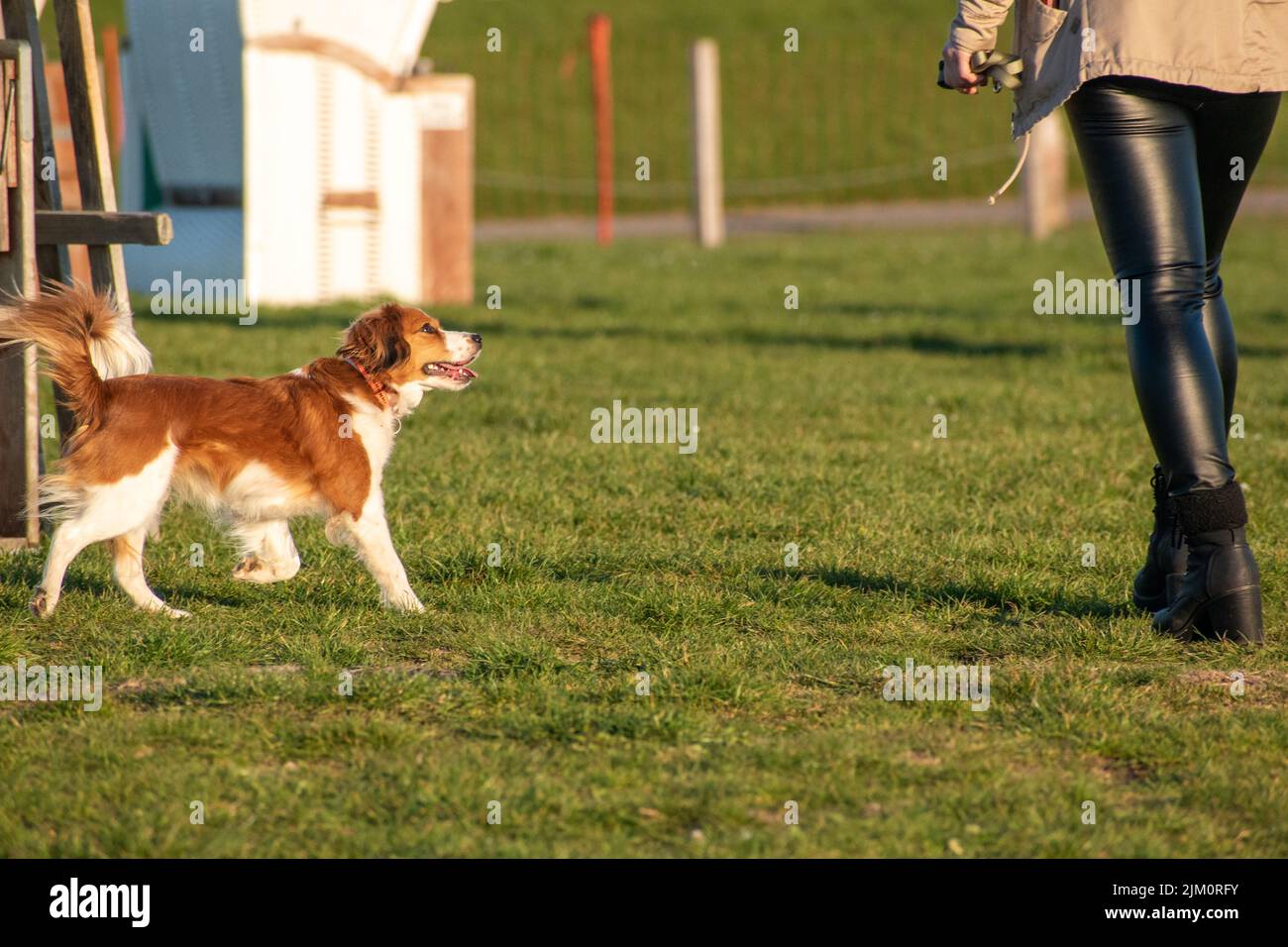 A bright summer day in a park with a Dutch Kooikerhondje puppy standing next to its owner in a field Stock Photo