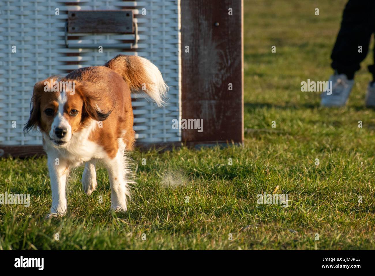 A closeup of a cute fluffy Dutch Kooikerhondje dog running around in a lush green field Stock Photo