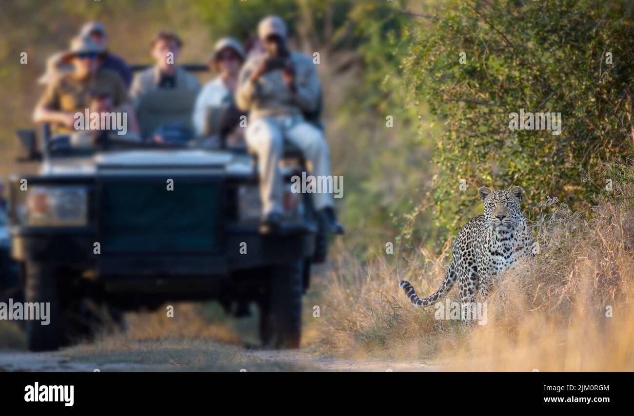 Tourists on Safari on an open game drive vehicle viewing a magnificent male leopard in the Sabi Sand Game Reserve. Stock Photo