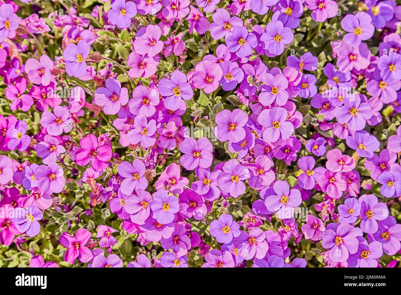 The Common purple rock cress flowers making beautiful garden Stock Photo