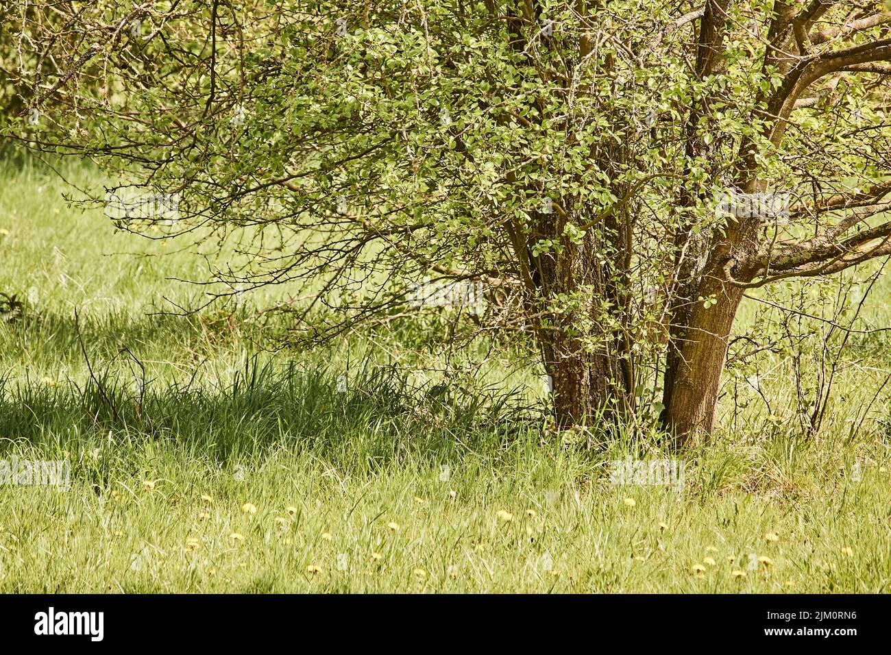 High trees hi-res stock photography and images - Alamy