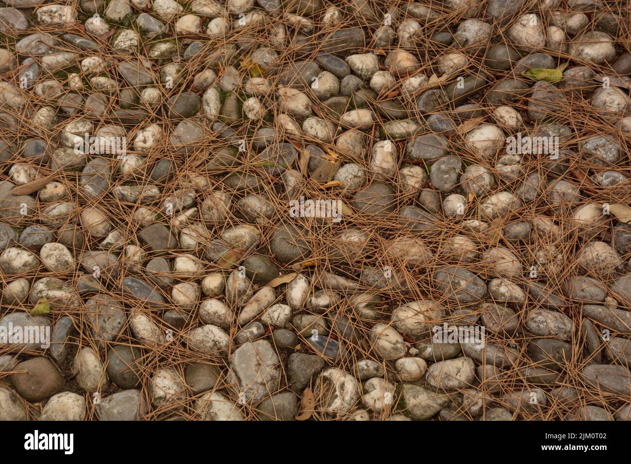 dried pine needles lie on an old uneven cobblestone pavement with small round stones Stock Photo