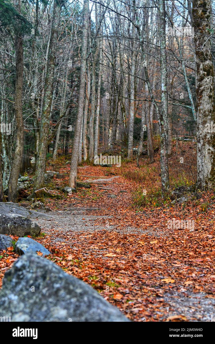 A vertical shot of fallen autumn leaves and tall trees in a forest ...