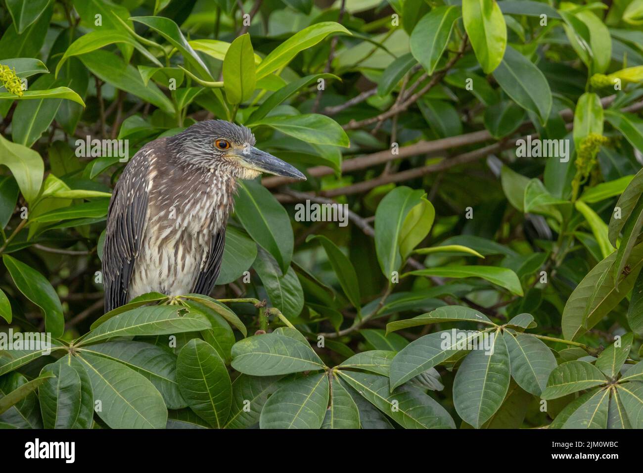 A closeup of the juvenile black-crowned night heron, Nycticorax nycticorax perched on the tree. Stock Photo