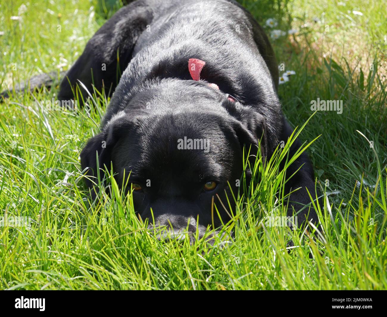 Labrador in tall grass hi-res stock photography and images - Alamy
